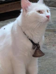 cat's good