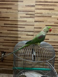 Talking Kashmiri Raw Parrot for Sale – Speaks Many Words + Steel Cage