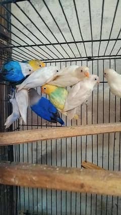 Mix Colour Love bird