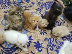 persian Kittens | Persian Cat For Sale