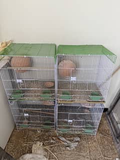 New cages for parrots