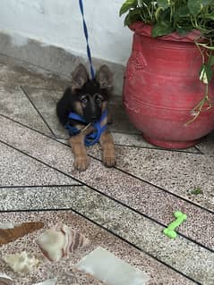puppies are avalible