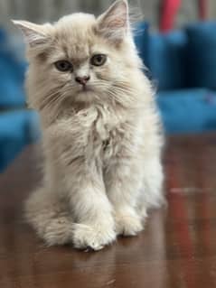 Pure persian cat kitten triple coated