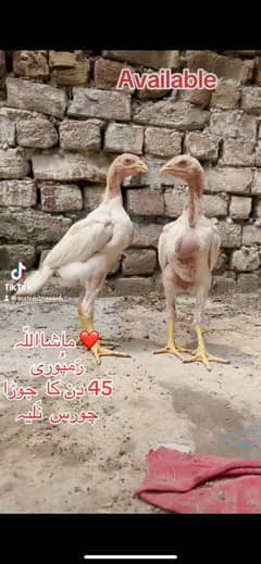 Aseel