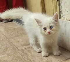 Persian cat