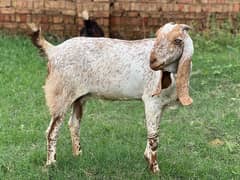 Makhii chini Pure Goat