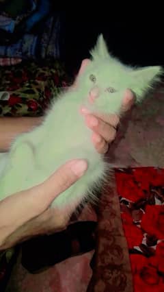 JUTTI