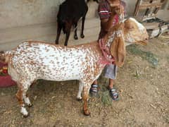 dasi bakri