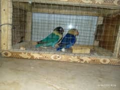 breeder pair