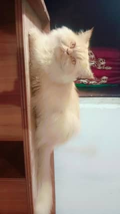 Persian cat