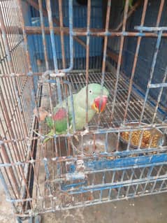 Green Ringneck or Raw parrot