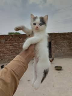 Persian kittens available for sale