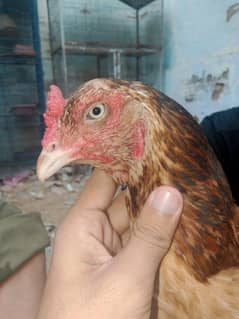 kanton wali Madi available