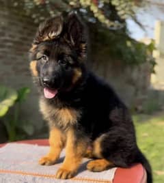 German Shepherd