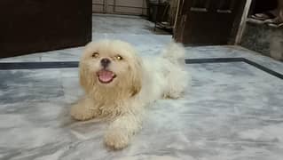 Female dog