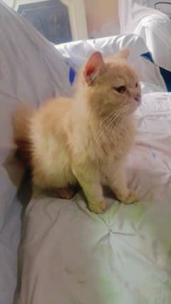 Double coated female Persian cat for sell