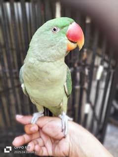 raw female for sale