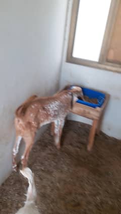 Bakra