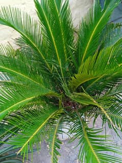 kangi palm plant