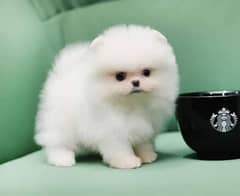 pomeranian