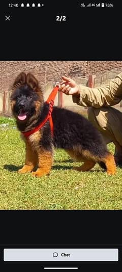 German Shepherd