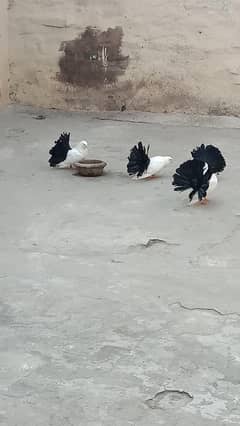 Black Tails Pigeon for Sale