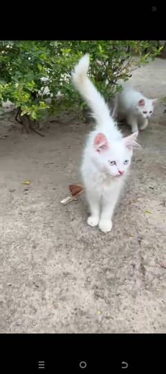 Persian