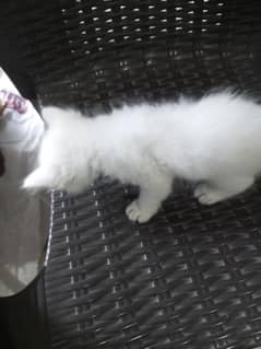 Persian