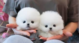 pomeranian puppies 03198435459