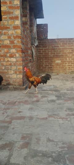 pure desi murga for sale healthy and active beautiful