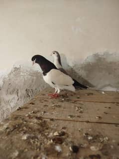 Pigeon