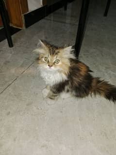 Calico