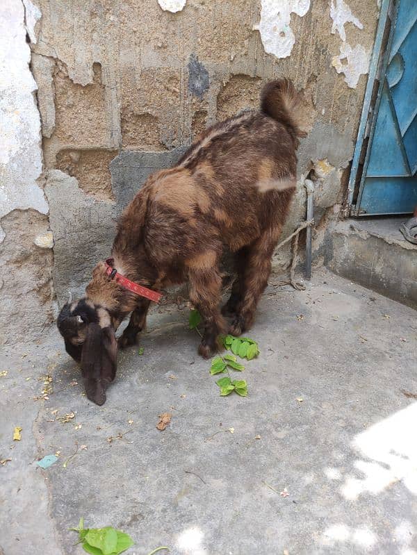 bakra double haddi - Goats - 1103570977