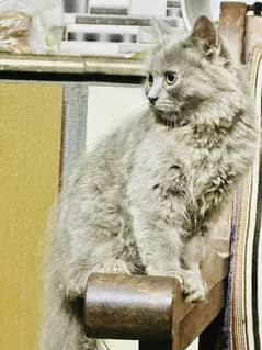 Golden Brown femaile Nd Black Browne Male with cat house