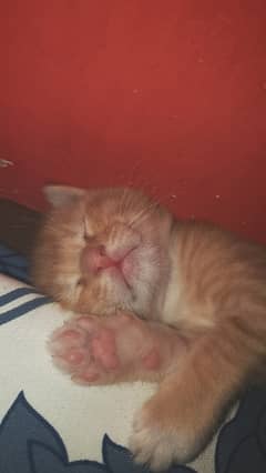 Orange kitten