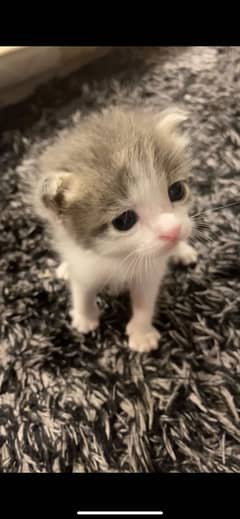 Selling gray female cute double coated kitten