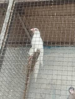java breeder pairs extra female anti Latino red eyes