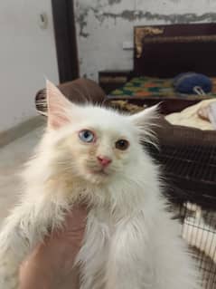 Persian kittens