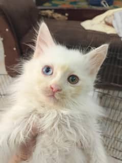 Persian kittens
