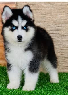 pomeranian