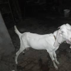BAKRA  | bakra |  Rajan puri