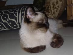 Siamese