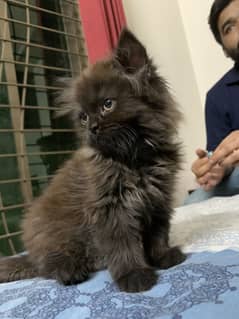 Kitten for sale