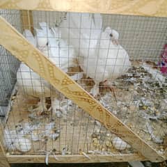 Fancy Lucky pigeon for sale with  and cage