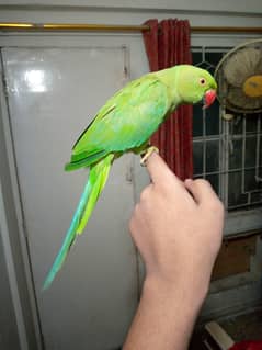 VIP parrot for sale