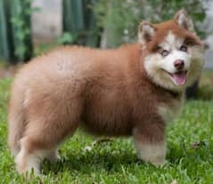 husky puppies 03198435459