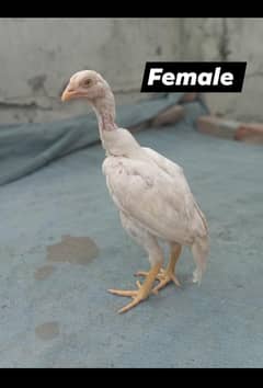 Qandari Heera Farsale