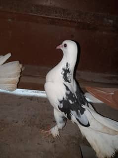 lakkay