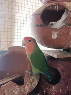 3 female full breeder love birds