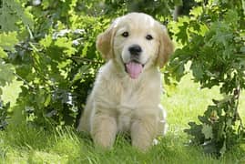 golden retriever puppies 03198435459